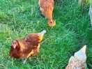 You can buy fresh eggs on site