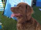 Owners dog
