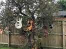 The music tree