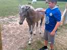 The beautiful pony's