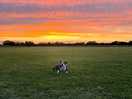 Dog field