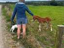 Lovely foal just born