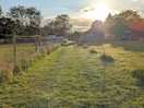 Path through allotment
