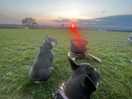 The dogs relaxing by the fire watching the sunset