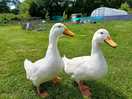 Friendliest of ducks