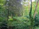 Woodland walk