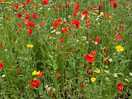 Wildflowers in garden
