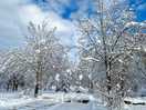 Trees in the snow