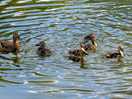 Ducks on lakes