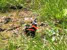 Butterflies a plenty