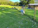 Donkey coming for the feeding