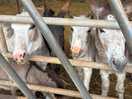 The miniature donkeys