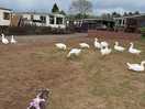 Free roaming resident geese