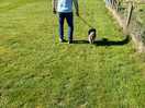 Dog friendly