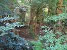 Amazing forest