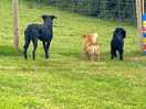 The dogs loved watching the bunny rabbits