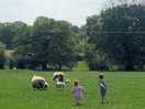 The sheep at umberslade