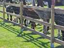 Alpacas