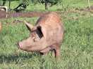 Sun came out, and we went to see the pigs.
