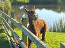 Fiona the alpaca