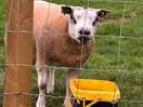 Loved the sheep