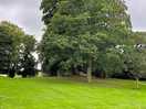 View of our pitch from the site road, beautiful trees!