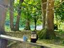 My morning coffee surrounded by nature.