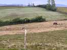 View of the fields nearby, sheep, cows and horses.