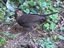 Male blackbird