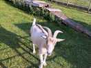 The farm has goats