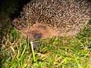 Hedgehog at our pitch