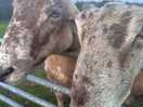 Friendly sheep