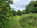 Dog walk on site