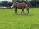 Some of the animals