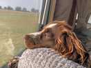 Dottie watching the sunrise.