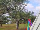 Free cooking apples