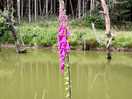 Beautiful foxgloves along the pond