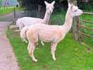 The alpacas!!
