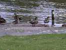 Ducks