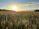 Sunrise over the fields