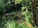 Woodland pitch view