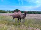 Camels