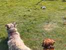 Surveying their manor!
