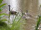 Plenty of ducks and geese
