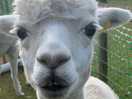 Friendly alpacas