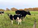 Cows on the farm.