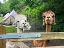 Cheeky alpacas