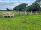 Dog walking field on campsite.