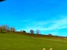 The sheep that are part of the farm