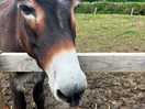 Donkey
